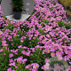 Aster (D) 'Peter Harrison' GM 2,0L