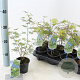 Acer pal. 'Emerald Lace' 25-30 cm P10,5