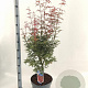 Acer pal. 'Jerre Schwartz' 70-80 cm 10L