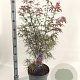 Acer pal. 'Red Pygmy' 70-90 cm 10L