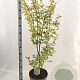 Acer pal. 'Summer Gold' 80-100 cm 10L