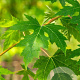 Acer saccharinum 10-12 HO draadkluit