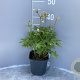 Astrantia maj. 'Snow Star' GM 2,0L