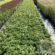 Astrantia maj. 'Snow Star' GM 2,0L