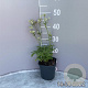 Astrantia maj. 'Snow Star' GM 2,0L