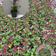 Astrantia 'Moulin Rouge' GM 2,0L