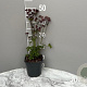Astrantia 'Moulin Rouge' GM 2,0L
