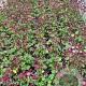 Astrantia 'Moulin Rouge' GM 2,0L