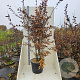 Carpinus betulus 200-250 cm cont. 55L meerstammig
