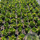 Bergenia 'Abendglut' GM 2,0L