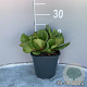 Bergenia 'Abendglut' GM 2,0L