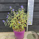 Caryopteris cland. Blue Empire 30-40 cm 5,0L