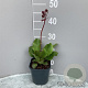 Bergenia purpurascens GM 2,0L