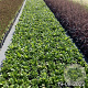 Bergenia 'Silberlicht' GM 2,0L