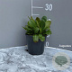 Bergenia 'Silberlicht' GM 2,0L