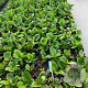 Bergenia 'Vinterglöd' GM 2,0L