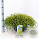 Chamaecyparis p. 'Sungold' 30-40 cm 7L
