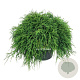Chamaecyparis p. 'Sungold' 40-50 cm P26