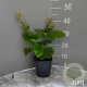 Brunnera macr. 'Betty Bowring' GM 2,0L