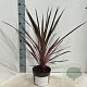 Cordyline aus. 'Southern Splendour' 30-40 cm 3,0L