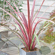 Cordyline 'Can Can' 100-125 cm 40L struik