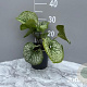 Brunnera macr. 'Mister Morse' GM 2,0L