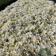 Campanula c. 'Weisse Clips' GM 2,0L