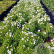 Campanula c. 'White Uniform' GM 2,0L