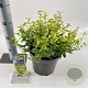 Euonymus fort. 'Emerald 'n' Gold' 35-40 cm 5,0L