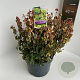 Euonymus fort. 'Emerald 'n' Gold' 40-45 cm 5,0L