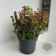 Euonymus fort. 'Emerald 'n' Gold' 40-45 cm 5,0L