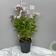 Campanula lact. 'Loddon Anna' GM 2,0L