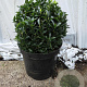 Euonymus jap. 'Green Spire' 30 cm 7,5L bol