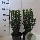 Euonymus jap. 'Green Spire' 30-40 cm 2,0L