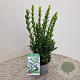 Euonymus jap. 'Green Spire' 35-40 cm 2,5L