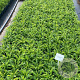 Campanula pers. 'Coerulea' GM 2,0L