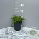 Campanula pers. 'Coerulea' GM 2,0L