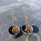 Fagus syl. 'Atropunicea' 15-20 cm 2,0L