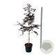 Fagus syl. Midnight Feather 175-200 cm 30L extra