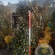 Fagus syl. 'Purpurea Pendula' 300 cm met kluit solitair