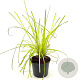 Carex elata 'Aurea' GM 2,0L