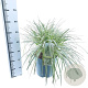 Carex Feather Falls 30-40 cm 12L