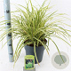 Carex morrowii 'Goldband' 30-40 cm 6,5L