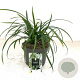 Carex morrowii 'Irish Green' GM P9