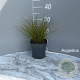 Carex testacea GM 2,0L