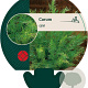 Carum carvi GM P9