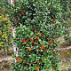 Ilex meserv. Heckenfee 150-175 cm container meerstammig