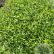 Centranthus ruber 'Coccineus' GM 2,0L