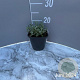 Cerastium tomentosum GM 2,0L