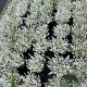 Cerastium tomentosum GM 2,0L